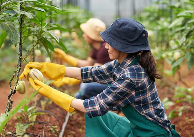 Modern Agriculture - 亿万28